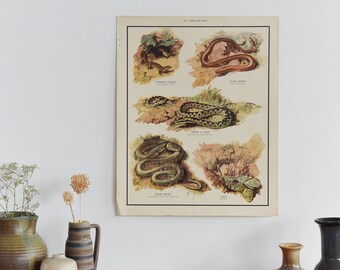 Vintage Harvey School Educational Poster / Print of Lizards and Snakes