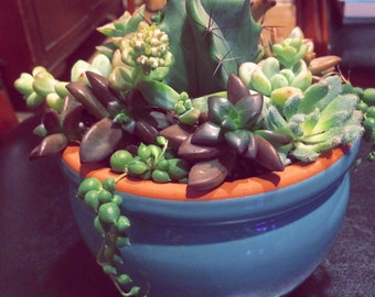 Succulent garden arrangement!