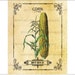 Digital Download Corn Seed Packet Vintage Illustration Transfer Burlap Iron On Clip Art; 1008