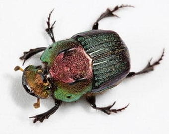 ONE Real Green Phanaeus vindex female scarab dung beetle pinned