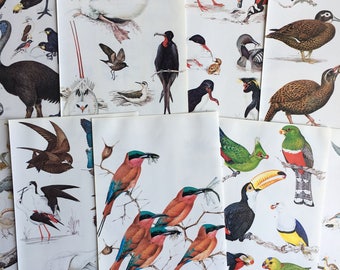 vintage bird illustrations