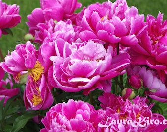 Peony Flower photography Flower Art Flower Photo Wall Decor Nature Photograph Pink Peony Valentines Day