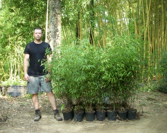 Black Bamboo - Live Bamboo Plant - Free Shipping