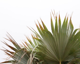 Botanical Bliss - Fine Art Photography