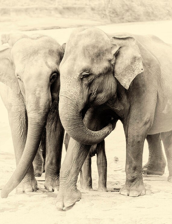 Elephant prints, Sri Lankan Elephants, Animal prints, Black and White Print, Travel Print, Limited Edition Prints