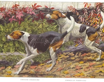 1919 Print Running Foxhounds English and American Foxhound by Louis Agassiz Fuertes
