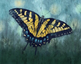 Tiger Swallowtail Butterfly, print