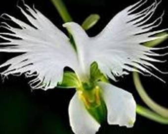 White Dove Orchid/Egret Flower * Seeds ... seeds galore