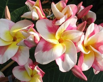 Kased Silp Plumeria, Rooted plant, Frangipani, Multi-colored Plumeria, White and Pink Plumeria, Tropical plant, Tropical flower