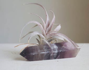 Air Plant Holder, Crystal Airplant Garden, Chiapensis on Fluorite Wand, Muted Colors, Tiny Garden, Boho Office Decor, Desk Planter
