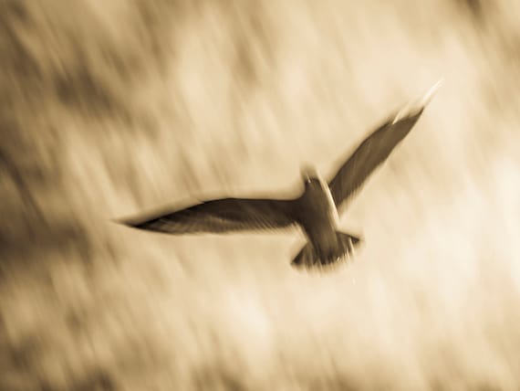 SEAGULL 2. Seagull Print, Bird Flying, Sepia Tone, Wildlife Picture, Photographic Print, Limited Edition.