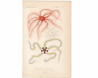 1836 STARFISH PRiNT - sea star engraving - original antique sea life ocean marine animal print - ophiura fragilis & comatula mediterranen