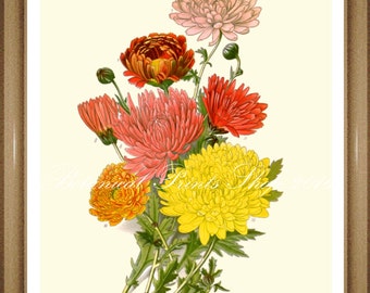 Botanical Print. Chrysanthemum #2 Botanical Illustration. Chrysanthemum print #2 5x7", 8x10", 11x14"