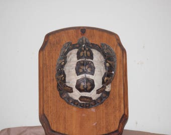 Turtle Shell "Exploding"
