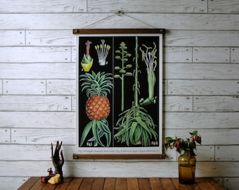 Pineapple Botanical Chart / Vintage Pull Down Chart Reproduction / Canvas Fabric Print / Oak Wood Poster Hangers with Brass / Wall Hanging