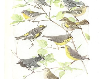 10 Old 1936 BIRDS of AMERICA Louis Agassiz Fuertes Book Plates
