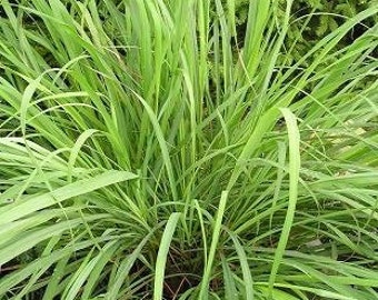Herbs Herbal Medicines Herb Garden CD 29 Books Culinary Herbs Herbs Herbal Medicines Herb Garden CD 29 Books Culinary Herbs