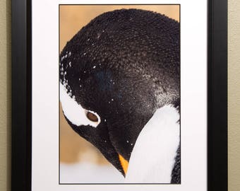 Gentoo Penguin Portrait