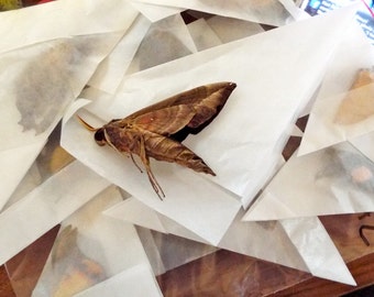 Unmounted Dried Moths - Lot of 5