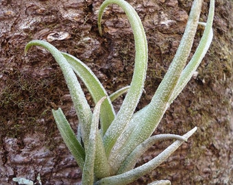Tillandsia Pueblensis Air Plant