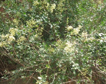White" Lawsonia Inermis / Mehndi / Henna - 50 seeds