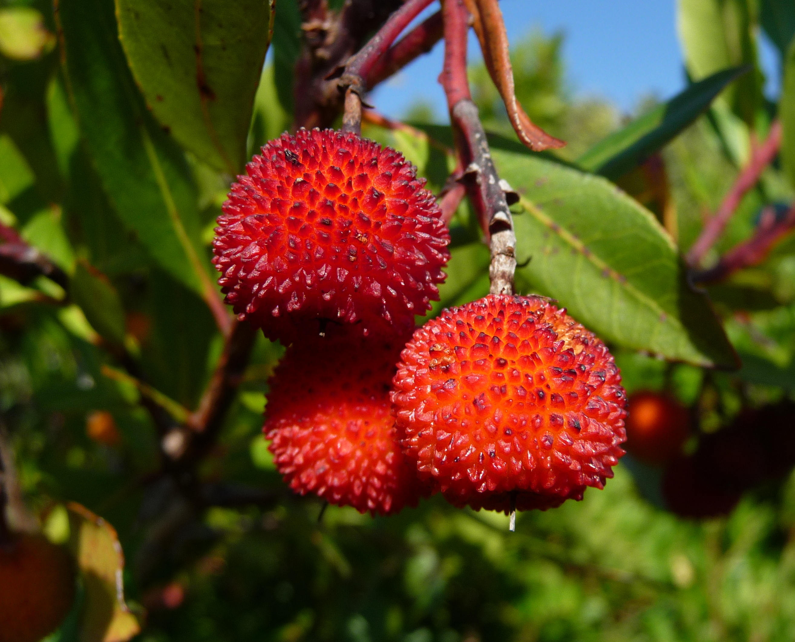 Земляничное дерево красное Arbutus andrachne