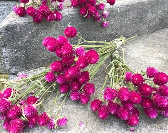 5 bunches of Carmine Pink Gomphrena (Globe Amaranth) - dried flowers