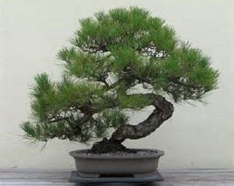 5 Japanese Black Pine Tree seeds -1144
