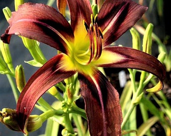 Daylily Black Arrowhead (Hemerocallis)