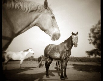 Horses on Lambshead Ranch
