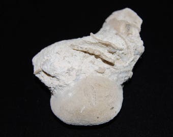Fossilized Sand Dollar in Matrix