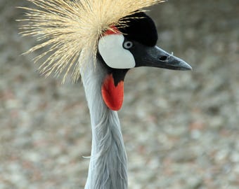 East African Crowned Crane