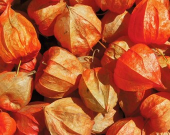 Lampionfrüchte Physalis Sonderangebot Naturmaterial zum Basteln Bastelmaterial DIY