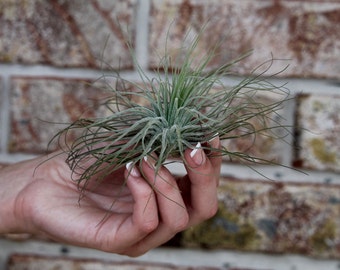 Air Plant Tillandsai Magnusium