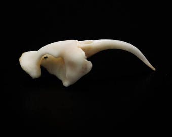 SMALL Rattlesnake Fang (598-F1-S)
