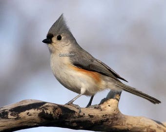 tufted, titmouse, photo, print, bird photography, wildlife photography, songbird, home decor, wall art, nature, free shipping, metal
