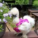 Pink and black Chicken sweater, Chicken sweaters, hen saddles, battery hen jumper