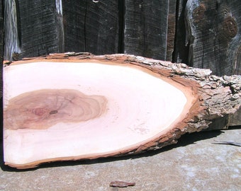 Live Edge pecan wood slab for projects LARGE 30 long x 12 wide 1 1/2 thick