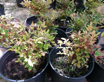 Nandina Gulf Stream .. 1 gallon