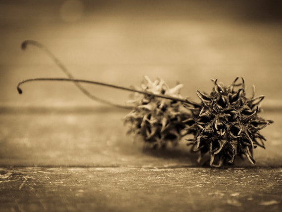 TREE SEEDS. Sepia Toned Print, Plant Picture, Nature print, Photographic Print, Limited Edition Print.
