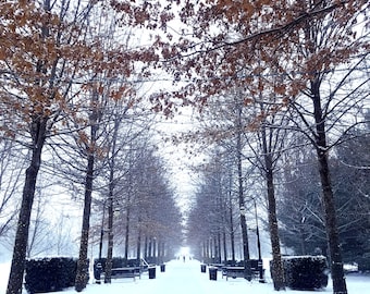 Winter wonderland snowy trees snowstorm snow covered walk lane path canvas art Christmas grand alle new year festive photography