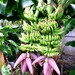 Banana Plants "Double (Mahoi)" Includes Four (4) Plants