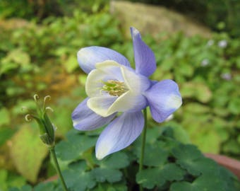 10 Aquilegia sibirica Seeds,