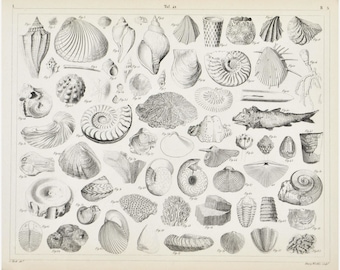 Fossils print | Etsy