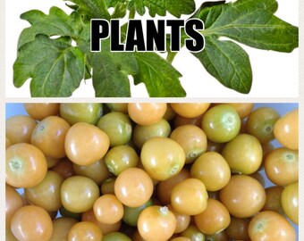 MOLLY'S GROUND CHERRIES Plants Grown To Organic Standards With Certified Seeds Shipping Directly To Your Door