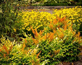 Gulf Stream Nandina 3 Gallon
