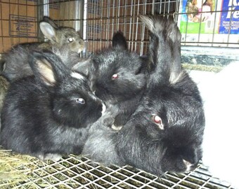 Sable Hand Plucked Angora