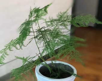 Asparagus Plumosus fern