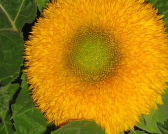 Sunflower variety50+ Mix