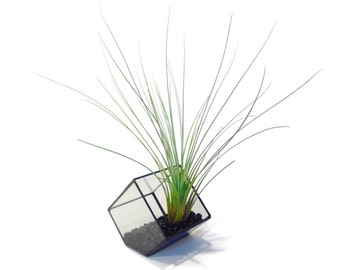 Stained Glass Terrarium - 10cm Cube - Cut-off Edge - Geometric Terrarium - Geometric Planter - Desktop Planter